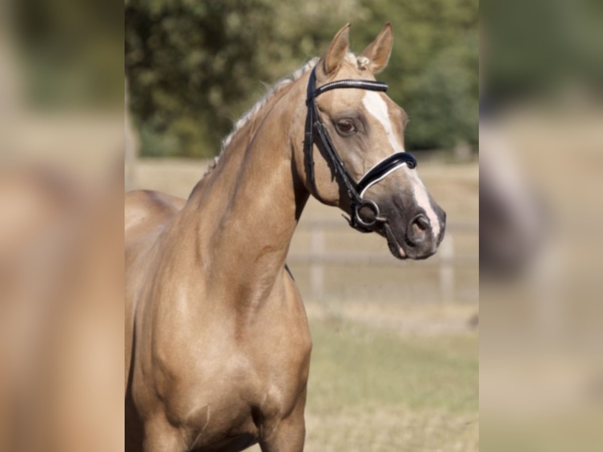 German Riding Pony Mare 21 years 14,1 hh Palomino in Handrup