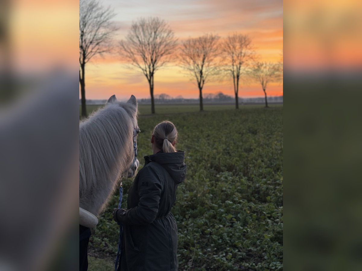 German Riding Pony Mare 22 years 13,2 hh Gray in Barnstorf