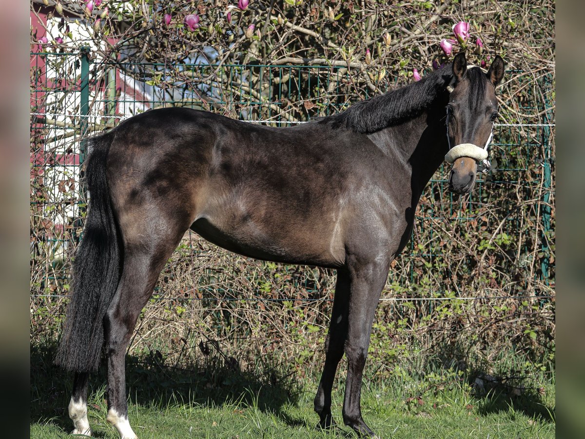 German Riding Pony Mare 2 years 13,2 hh Bay-Dark in Hiddenhausen