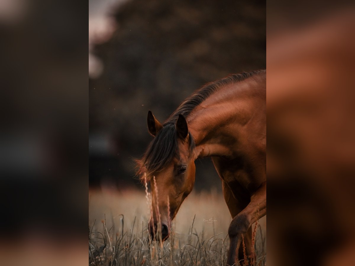 German Riding Pony Mare 2 years 13,2 hh Brown in Wadern