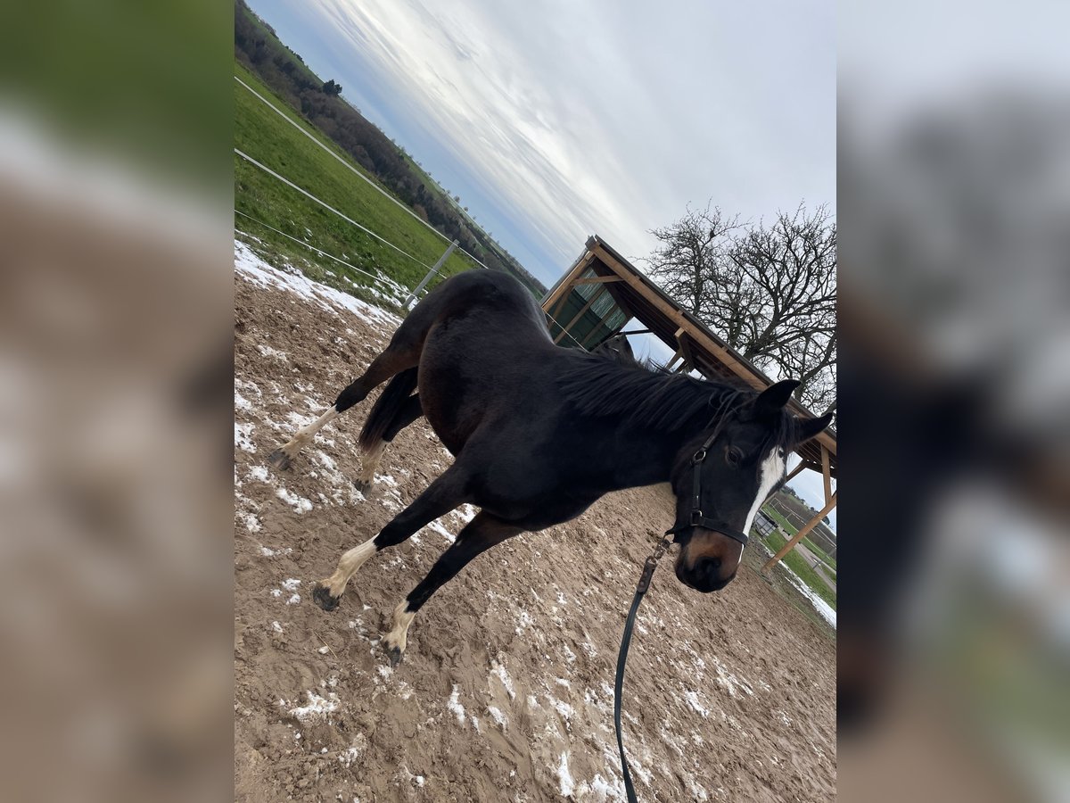 German Riding Pony Mare 2 years 14,1 hh Bay-Dark in Schauerberg