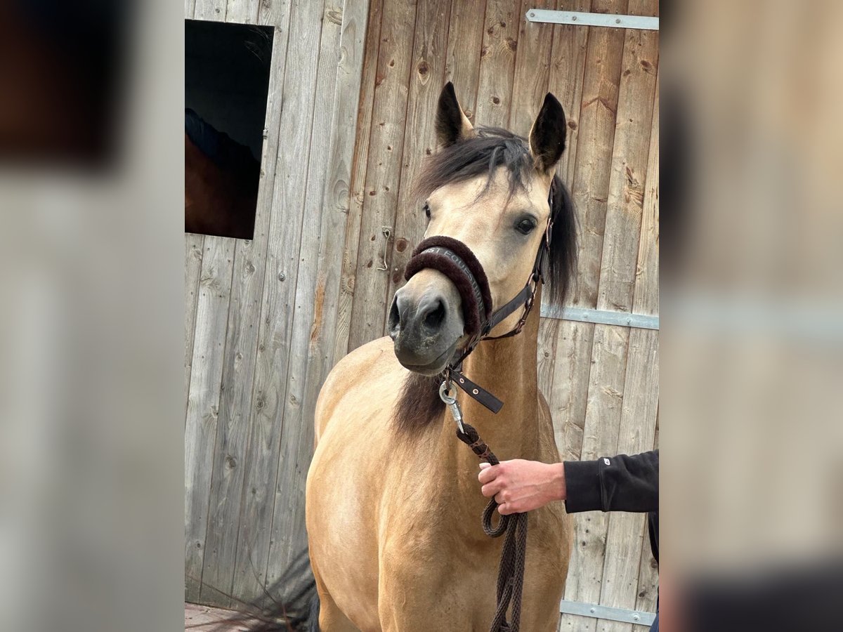German Riding Pony Mare 2 years 14,1 hh Buckskin in Vreden