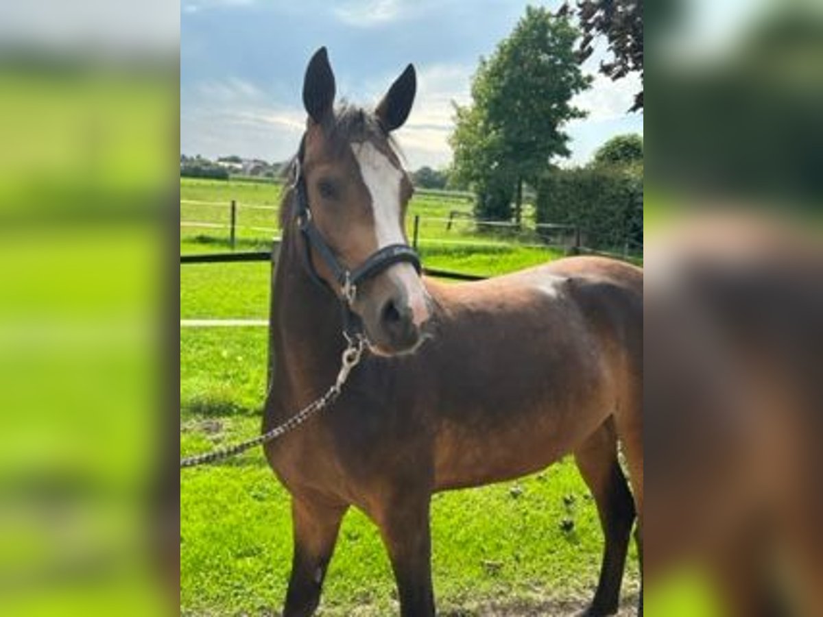 German Riding Pony Mare 2 years 14,1 hh Buckskin in Vreden