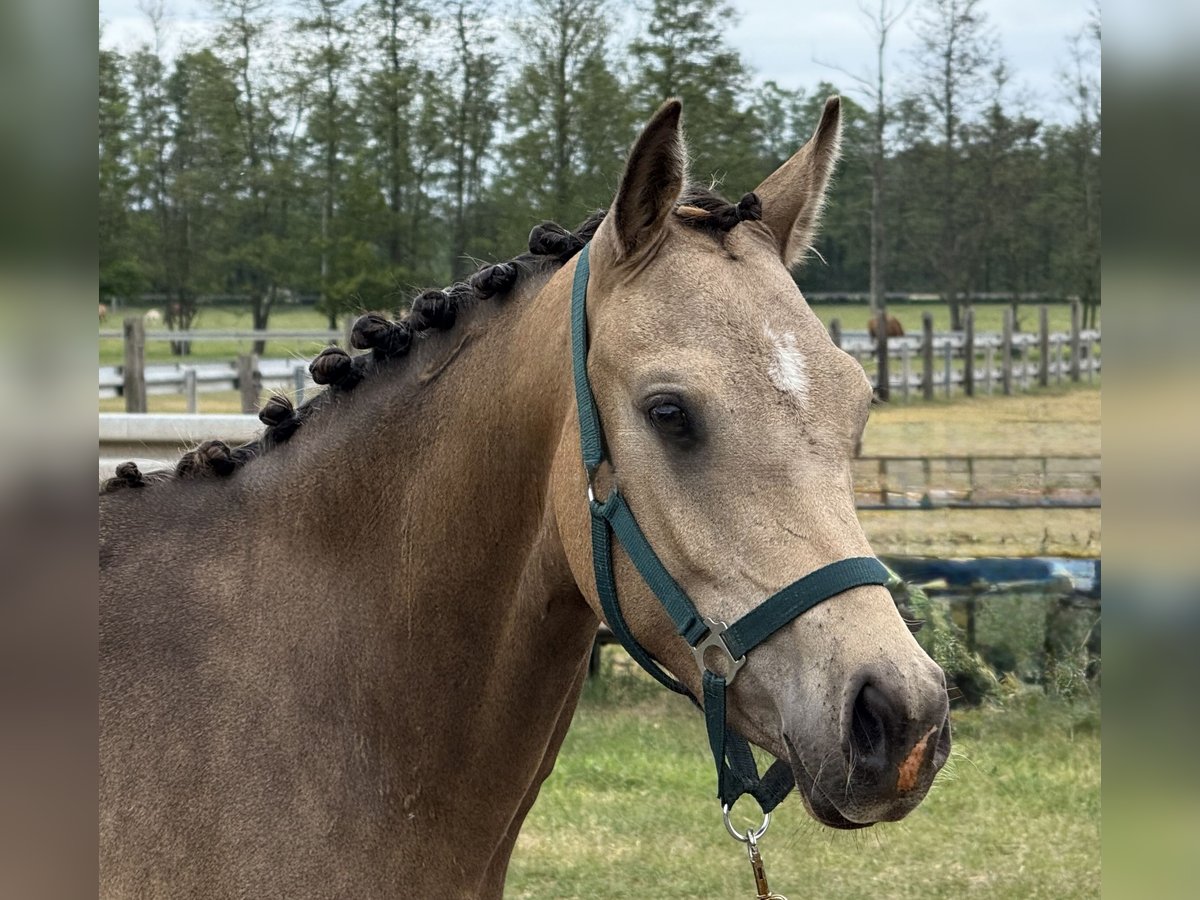 German Riding Pony Mare 2 years 14,1 hh Buckskin in Treuenbrietzen