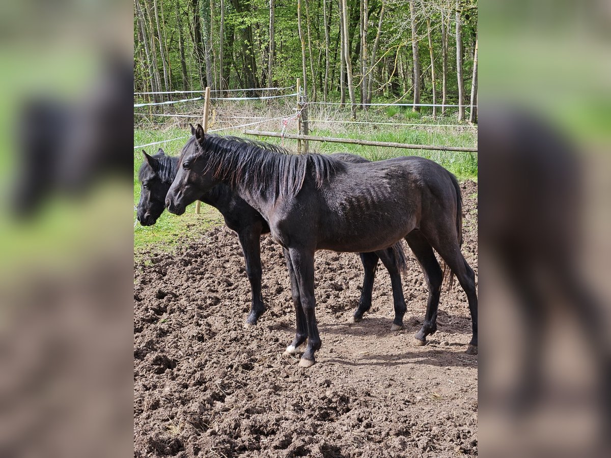 German Riding Pony Mix Mare 2 years 14,2 hh Black in Kirchheimbolanden