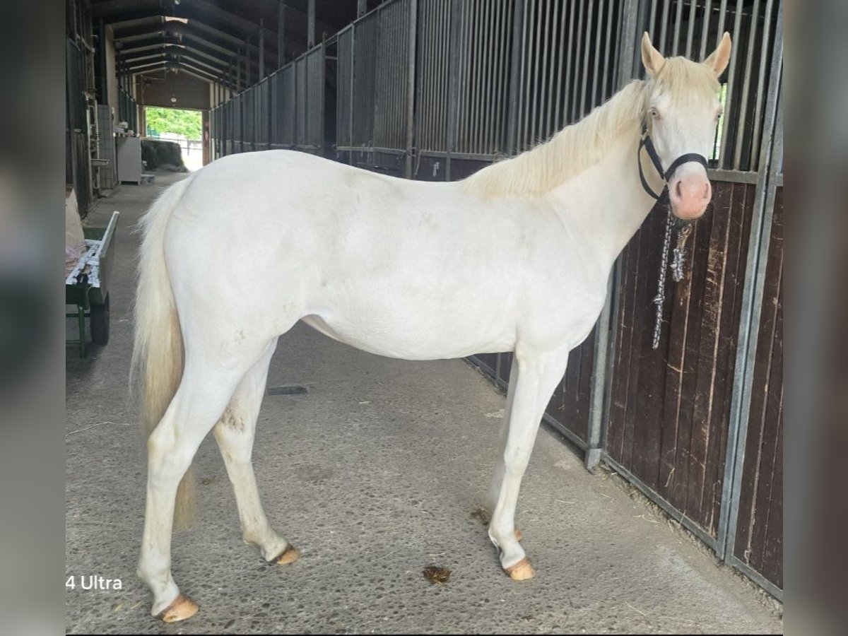 German Riding Pony Mare 2 years 14 hh Cremello in Weilerswist