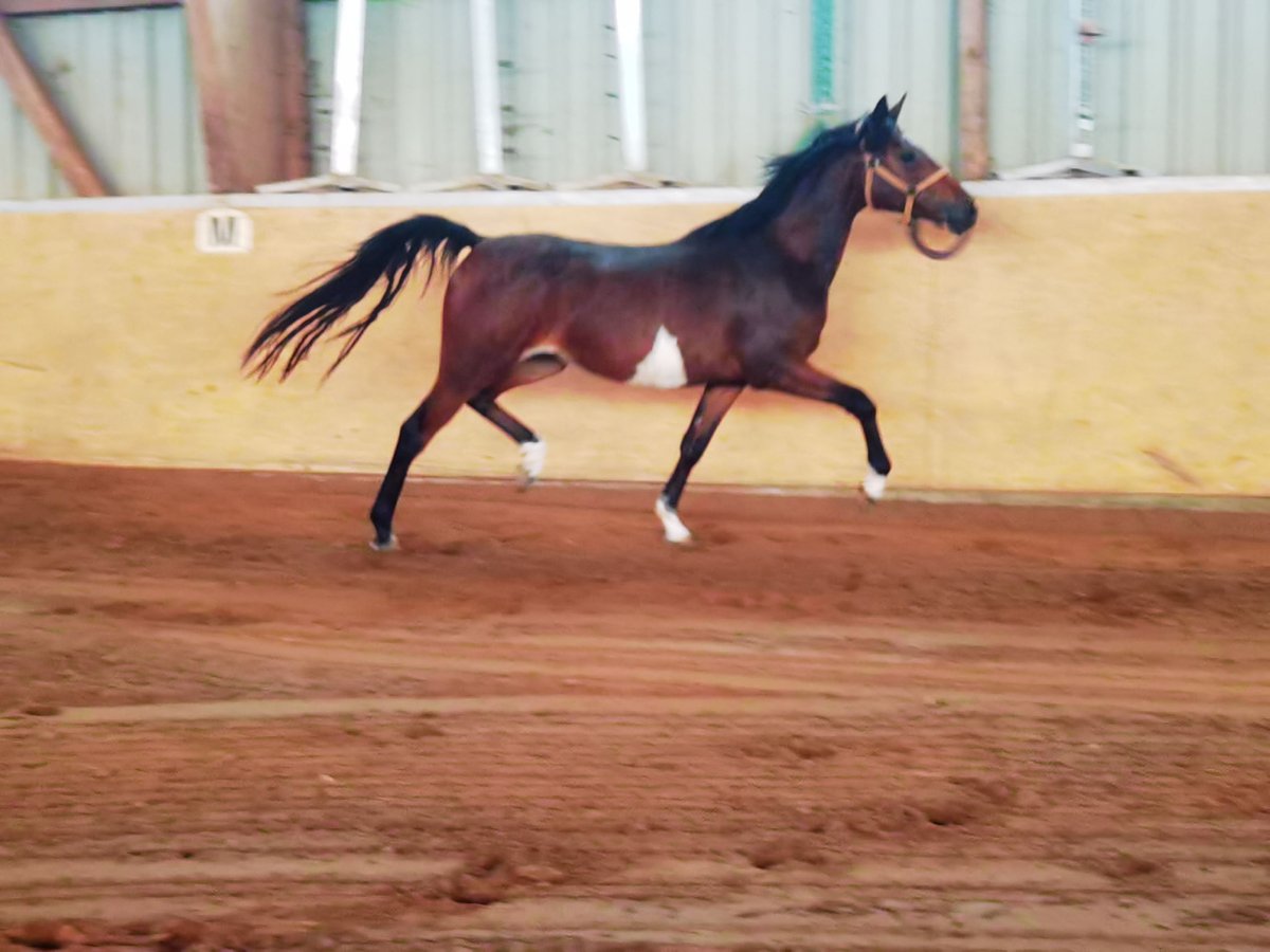 German Riding Pony Mare 2 years 14,1 hh Brown in Frankenberg (Eder)