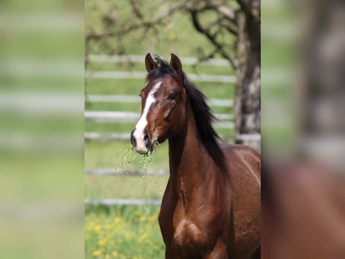 German Riding Pony Mix Mare 2 years 14,2 hh Brown in Waldshut-Tiengen