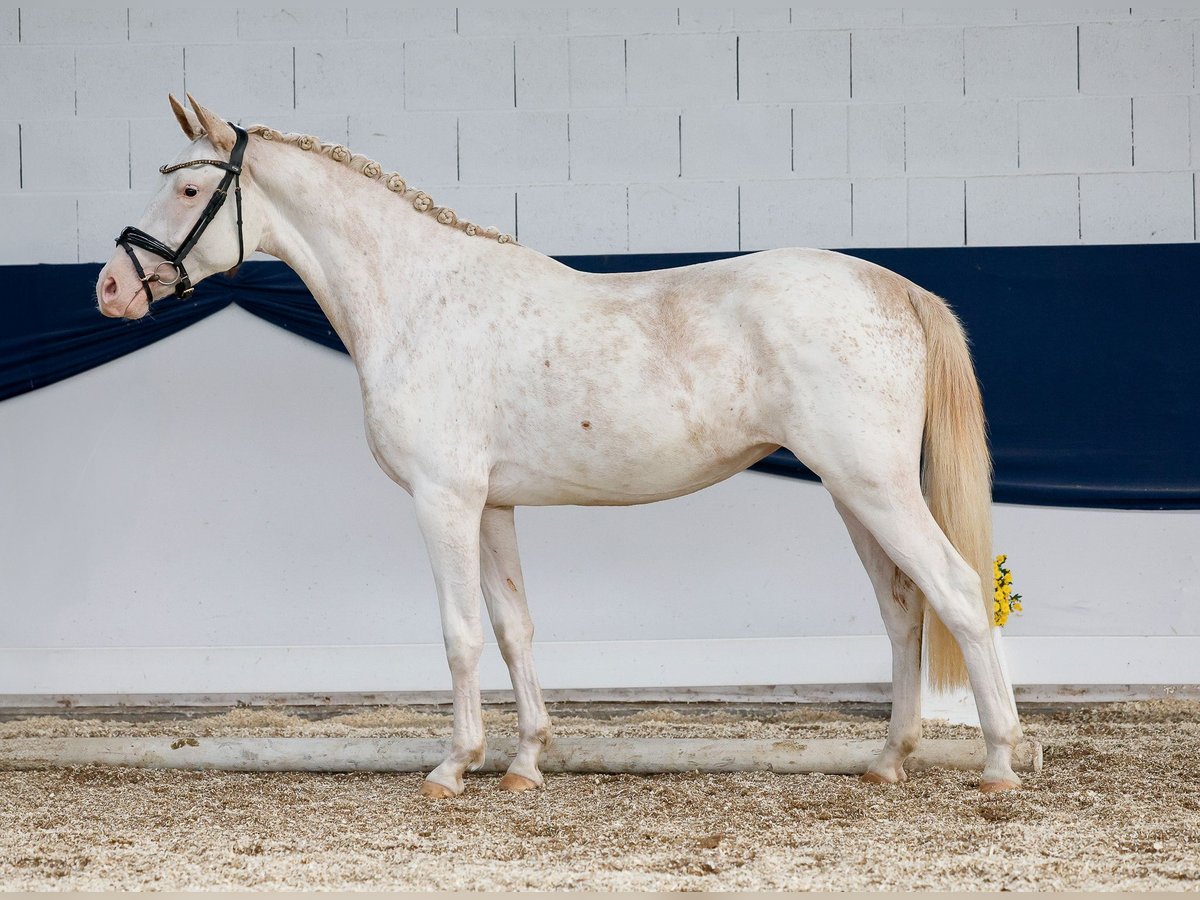 German Riding Pony Mare 2 years 14,2 hh Chestnut-Red in Marsberg