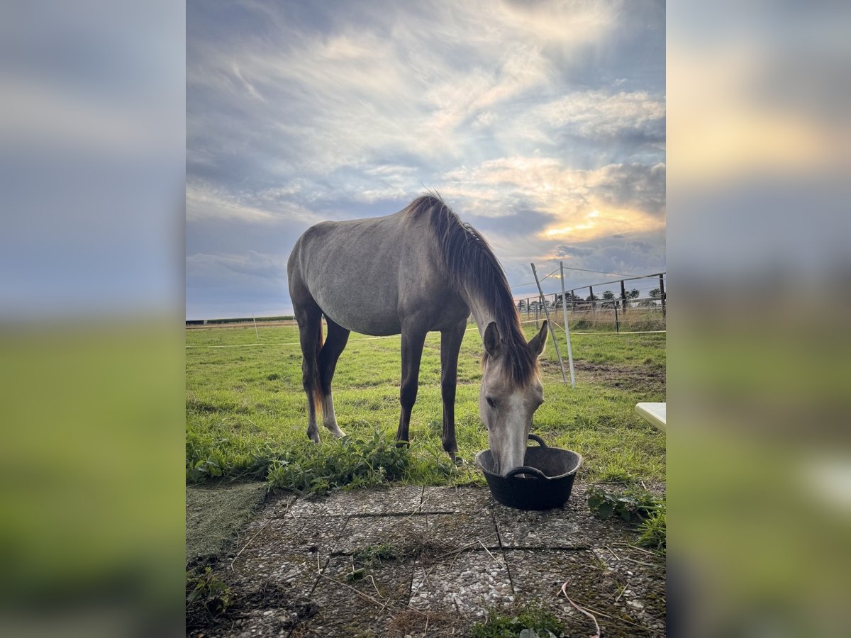 German Riding Pony Mare 2 years in Adelheidsdorf