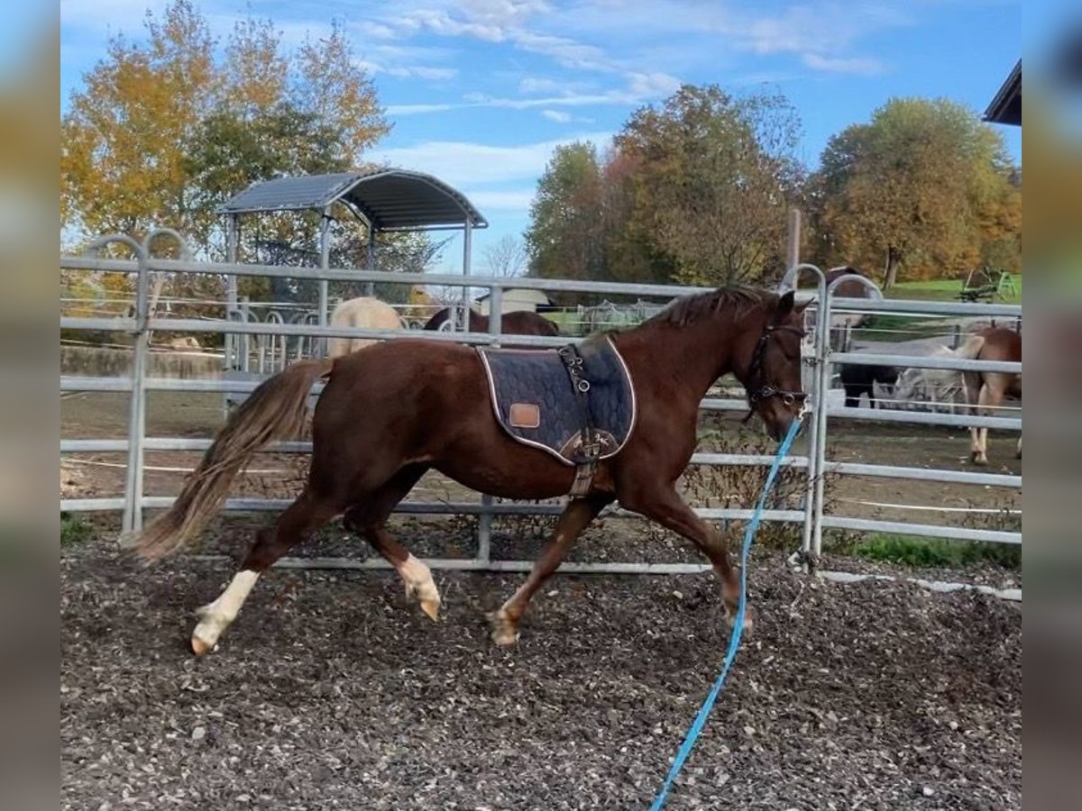 German Riding Pony Mare 3 years 13,2 hh Palomino in St.Georgen an der Leys