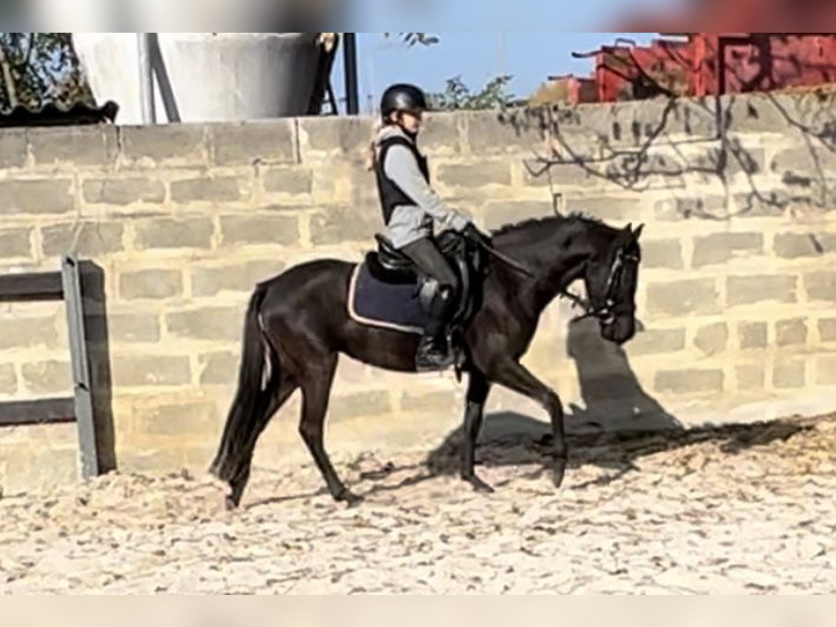 German Riding Pony Mare 3 years 13,3 hh Black in Wien, Leopoldstadt