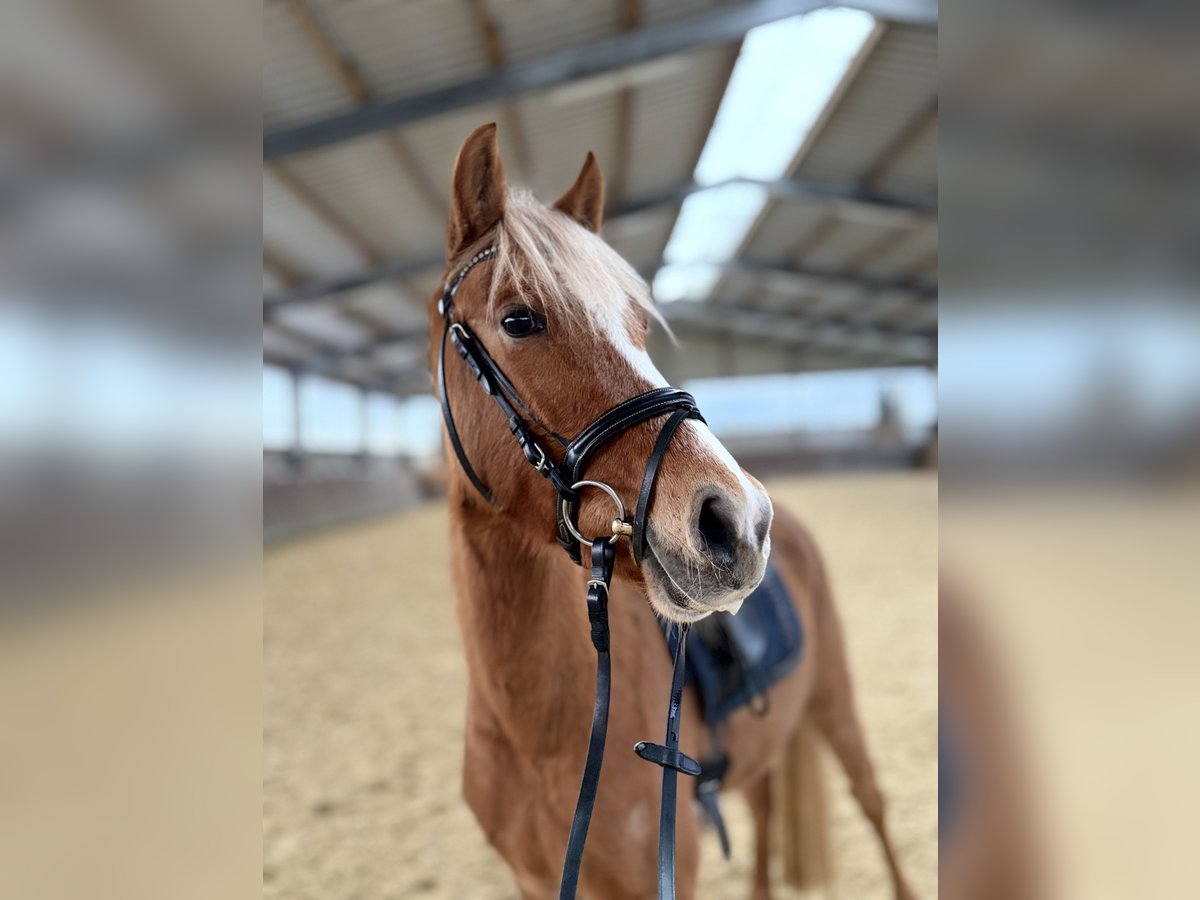 German Riding Pony Mare 3 years 13,2 hh Palomino in Kirchlinteln