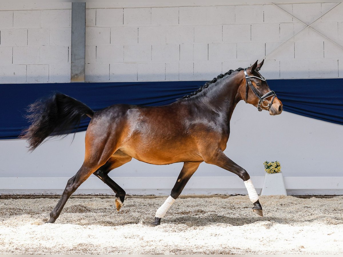 German Riding Pony Mare 3 years 13,3 hh Brown in Marsberg