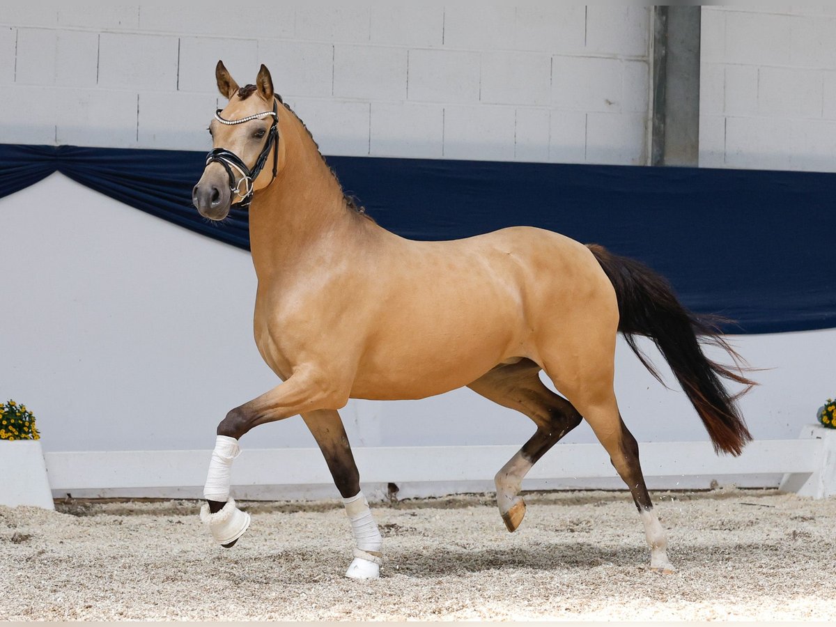 German Riding Pony Mare 3 years 13,3 hh Dun in Marsberg