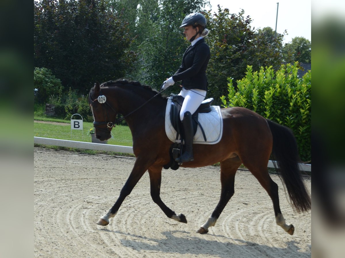 German Riding Pony Mare 3 years 14,1 hh Brown in Bispingen