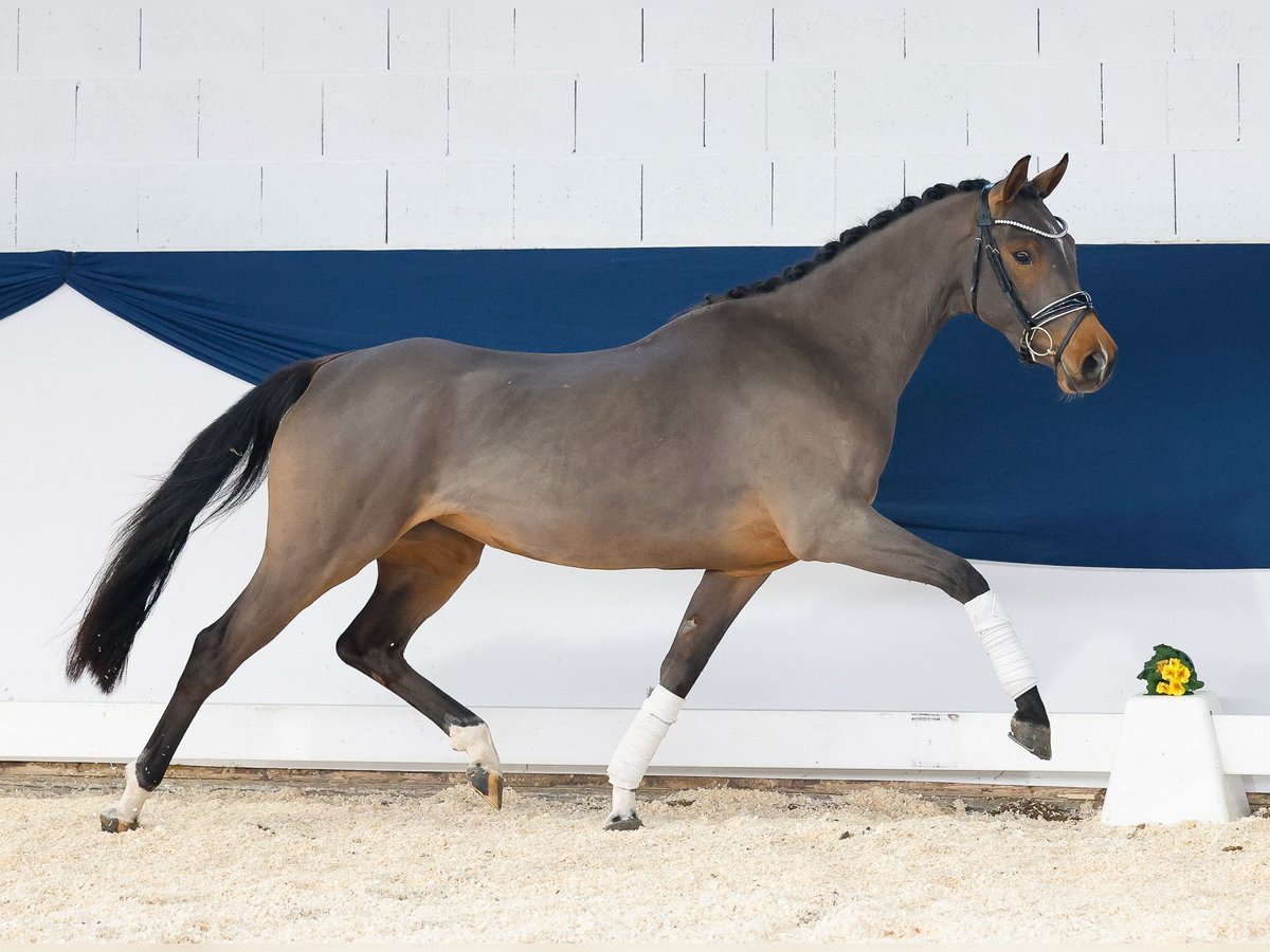 German Riding Pony Mare 3 years 14,1 hh Brown in Marsberg