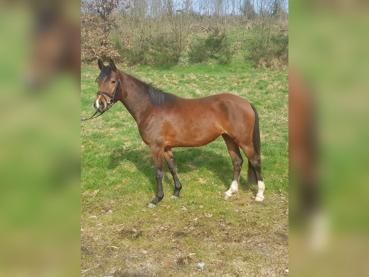 German Riding Pony Mare 3 years 14,1 hh Brown in Haiger