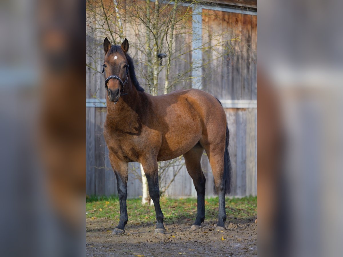 German Riding Pony Mix Mare 3 years 14,1 hh Brown in Heddesheim