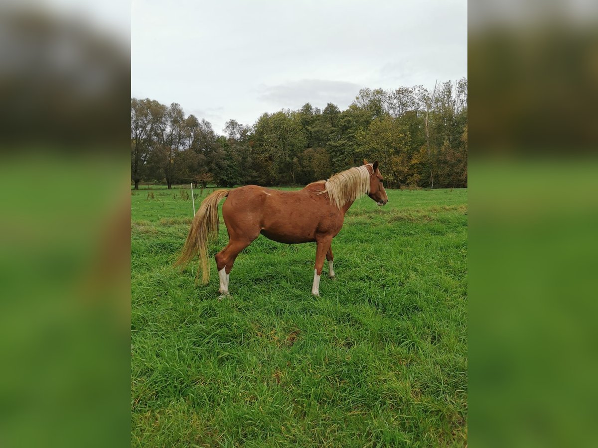 German Riding Pony Mare 3 years 14,1 hh Chestnut-Red in Vienenburg