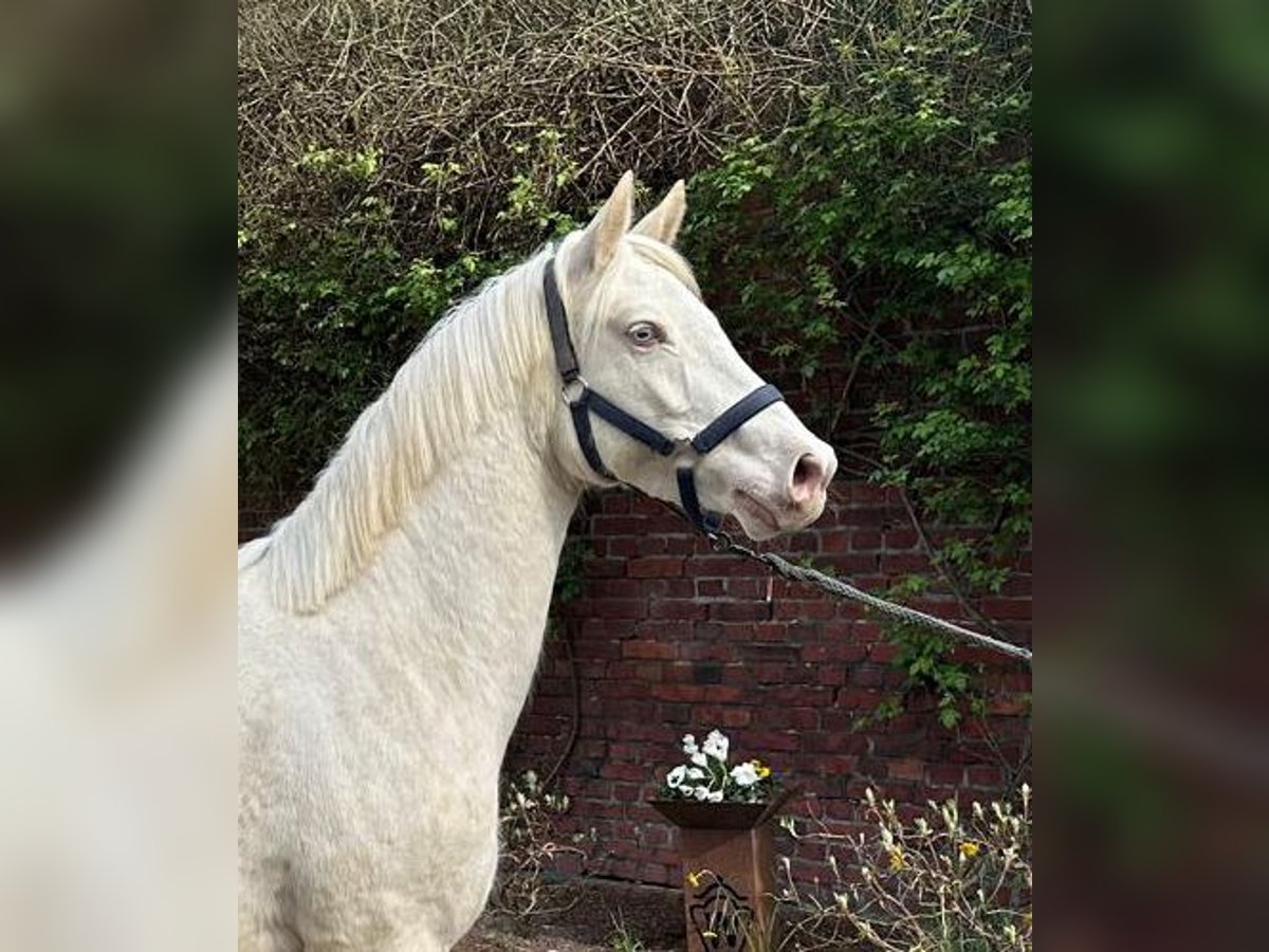 German Riding Pony Mare 3 years 14,1 hh Cremello in Schöppingen