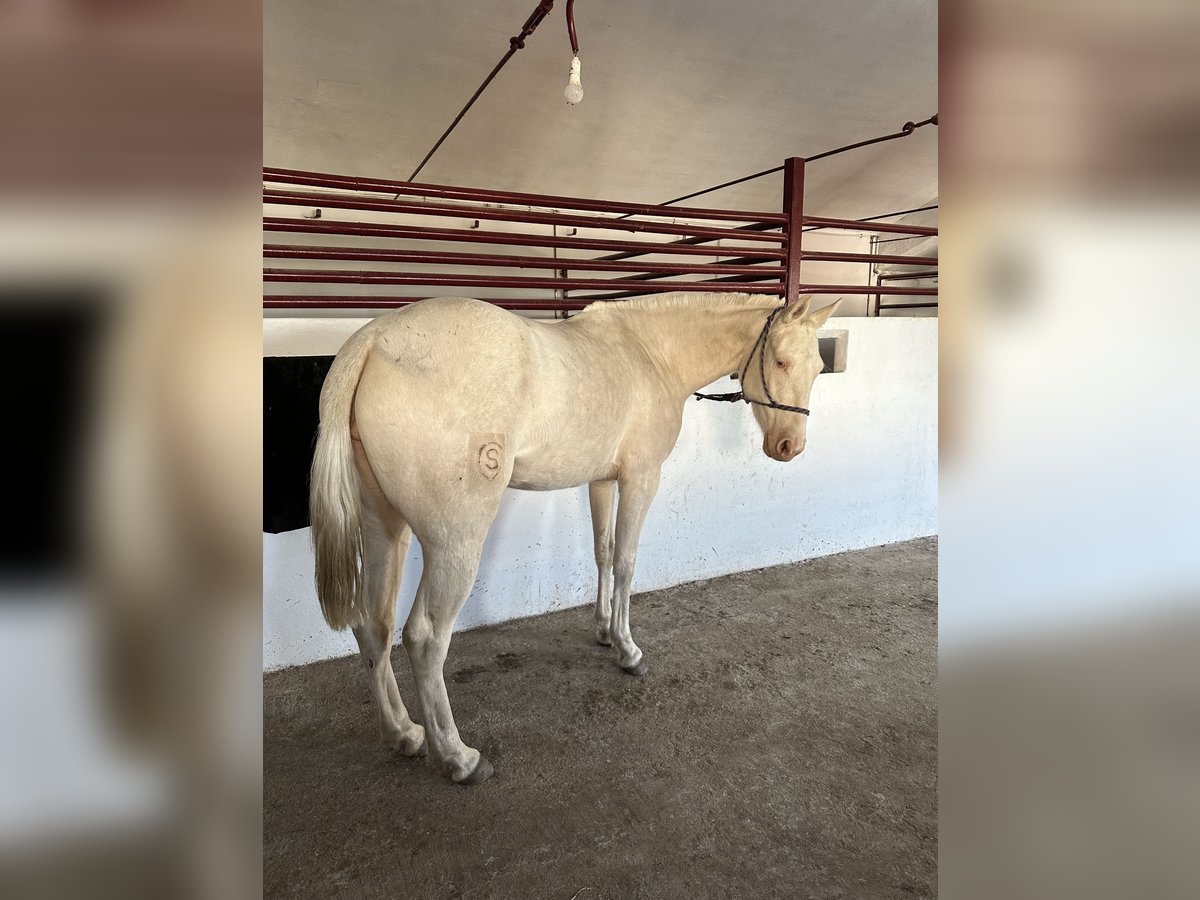 German Riding Pony Mare 3 years 14,1 hh Cremello in Las Rozas De Madrid