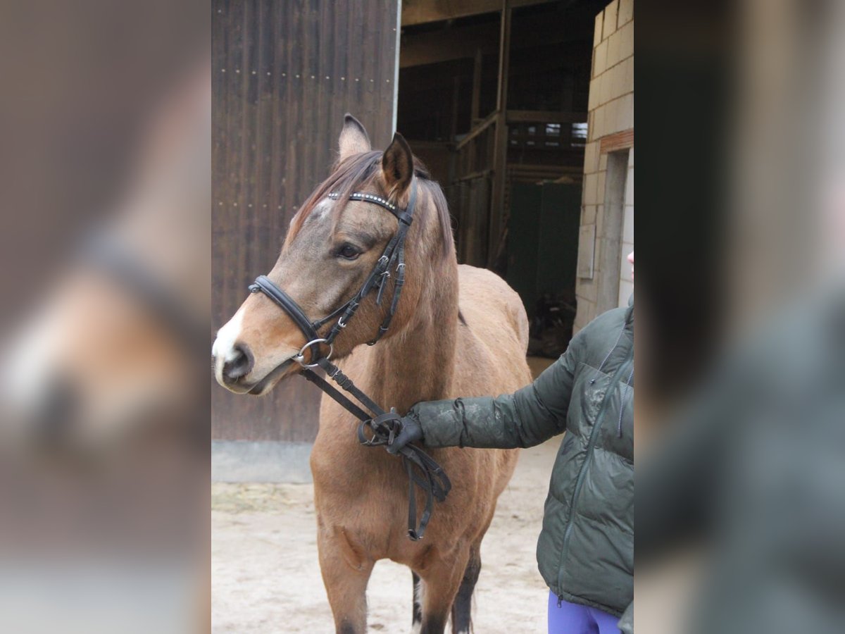 German Riding Pony Mare 3 years 14,1 hh Dun in Buchen (Odenwald)