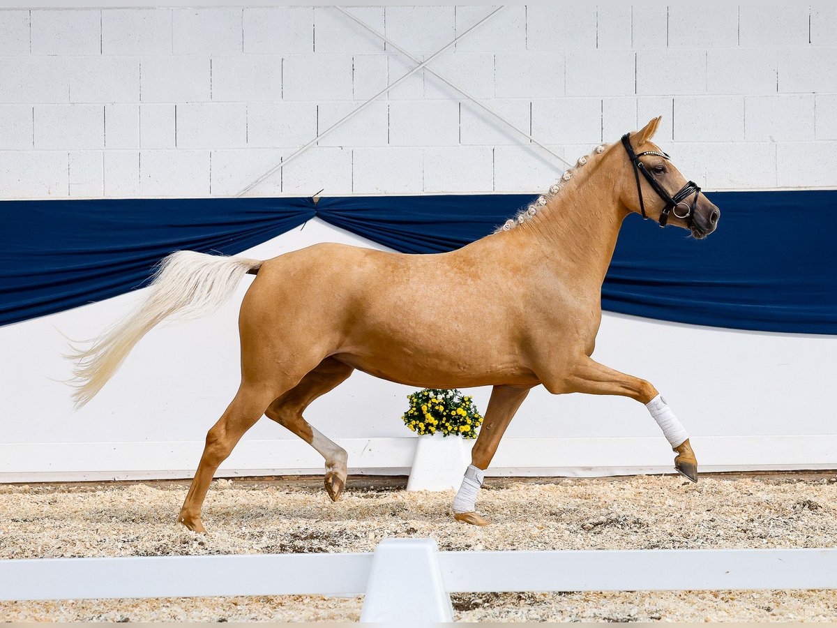 German Riding Pony Mare 3 years 14,1 hh Palomino in Marsberg