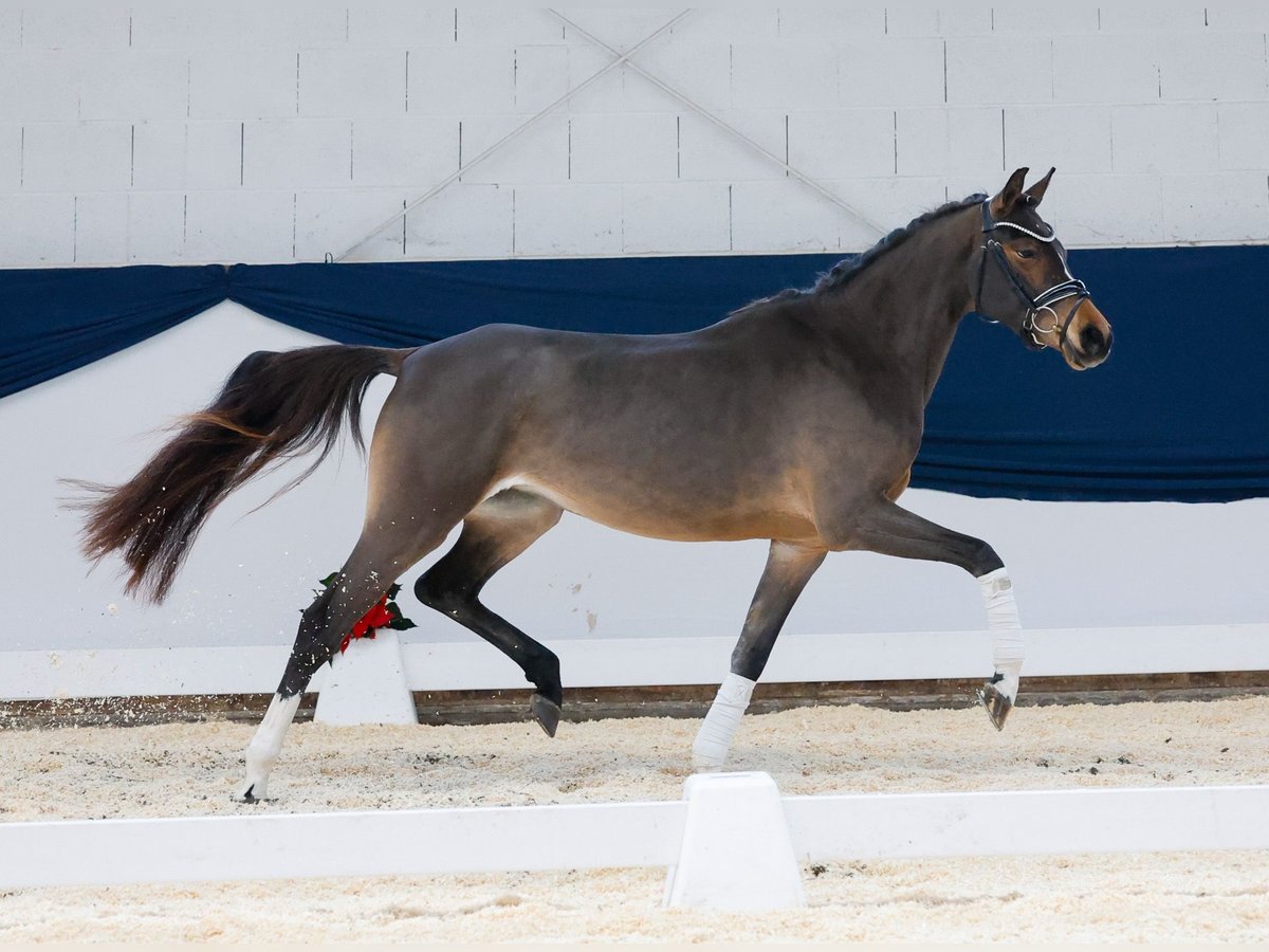 German Riding Pony Mare 3 years 14,2 hh Brown in Marsberg