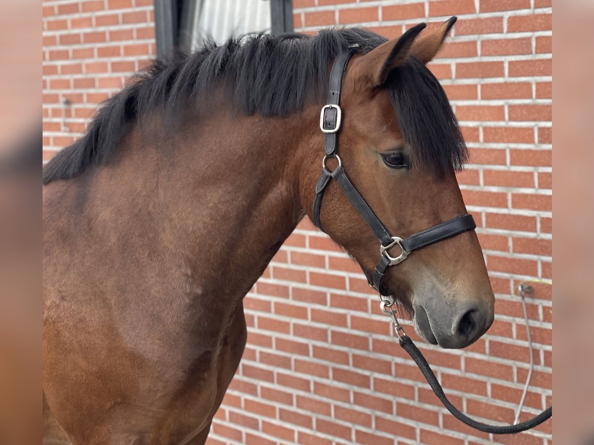 German Riding Pony Mix Mare 3 years 14,2 hh Brown in Zieuwent