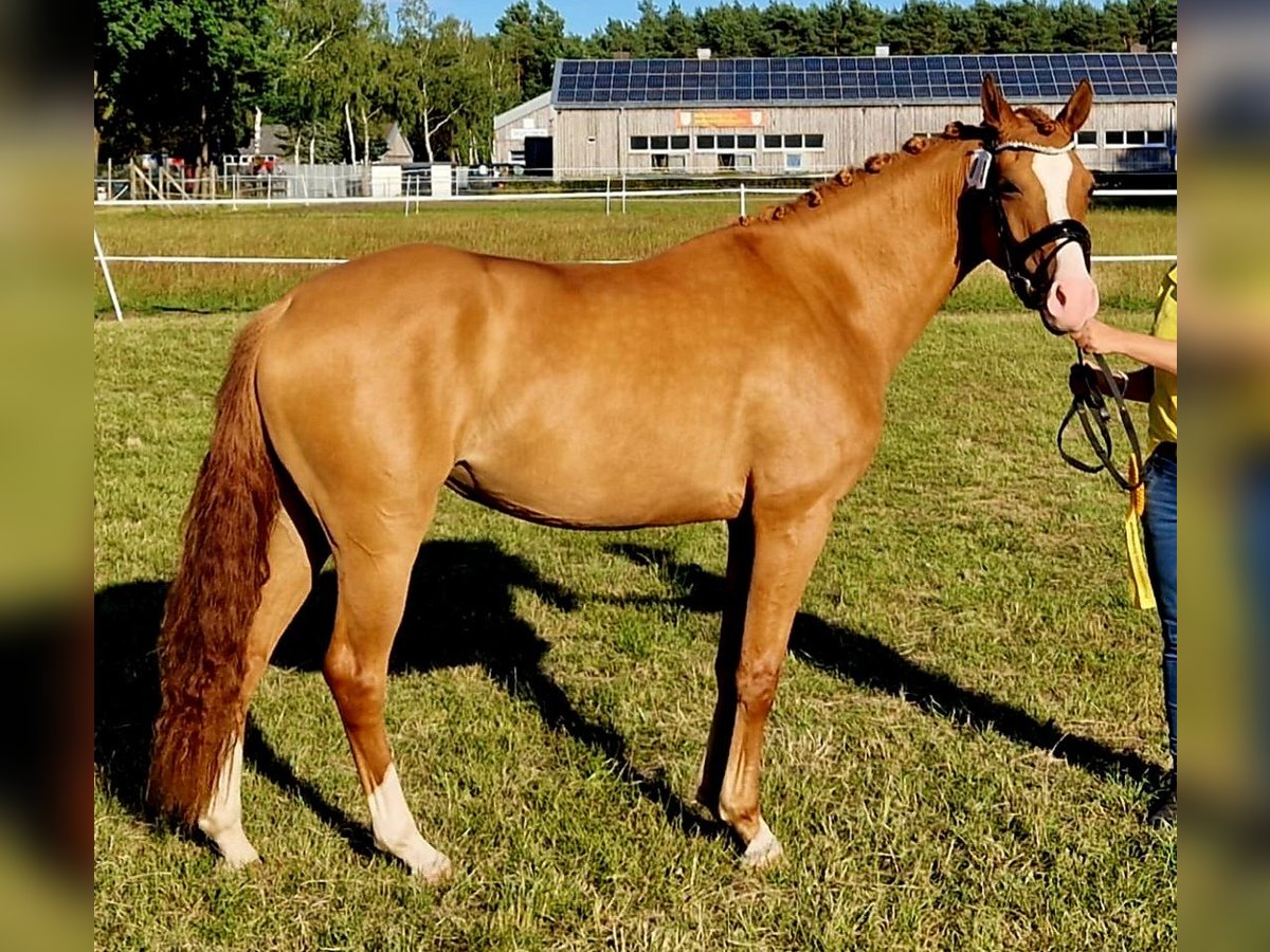 German Riding Pony Mare 3 years 14,2 hh Chestnut-Red in Ahlerstedt