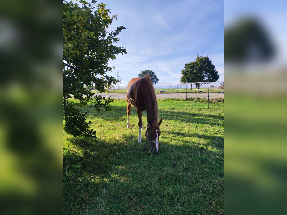 German Riding Pony Mare 3 years 14,2 hh Chestnut-Red in Frohburg