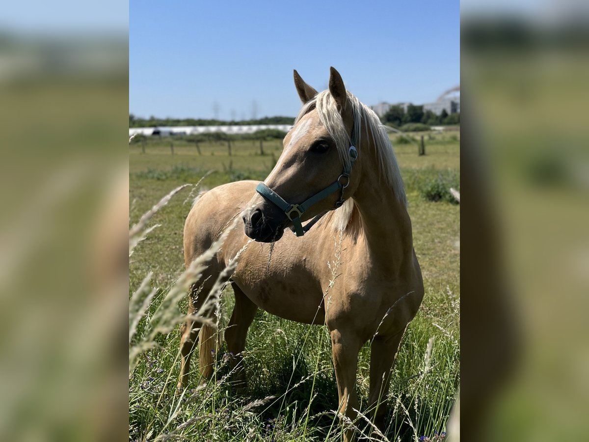 German Riding Pony Mare 3 years 14,2 hh Palomino in Neuss