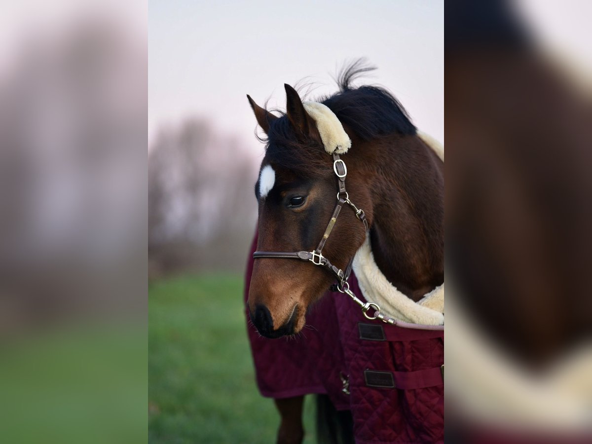 German Riding Pony Mare 3 years 14 hh Bay-Dark in Bernitt