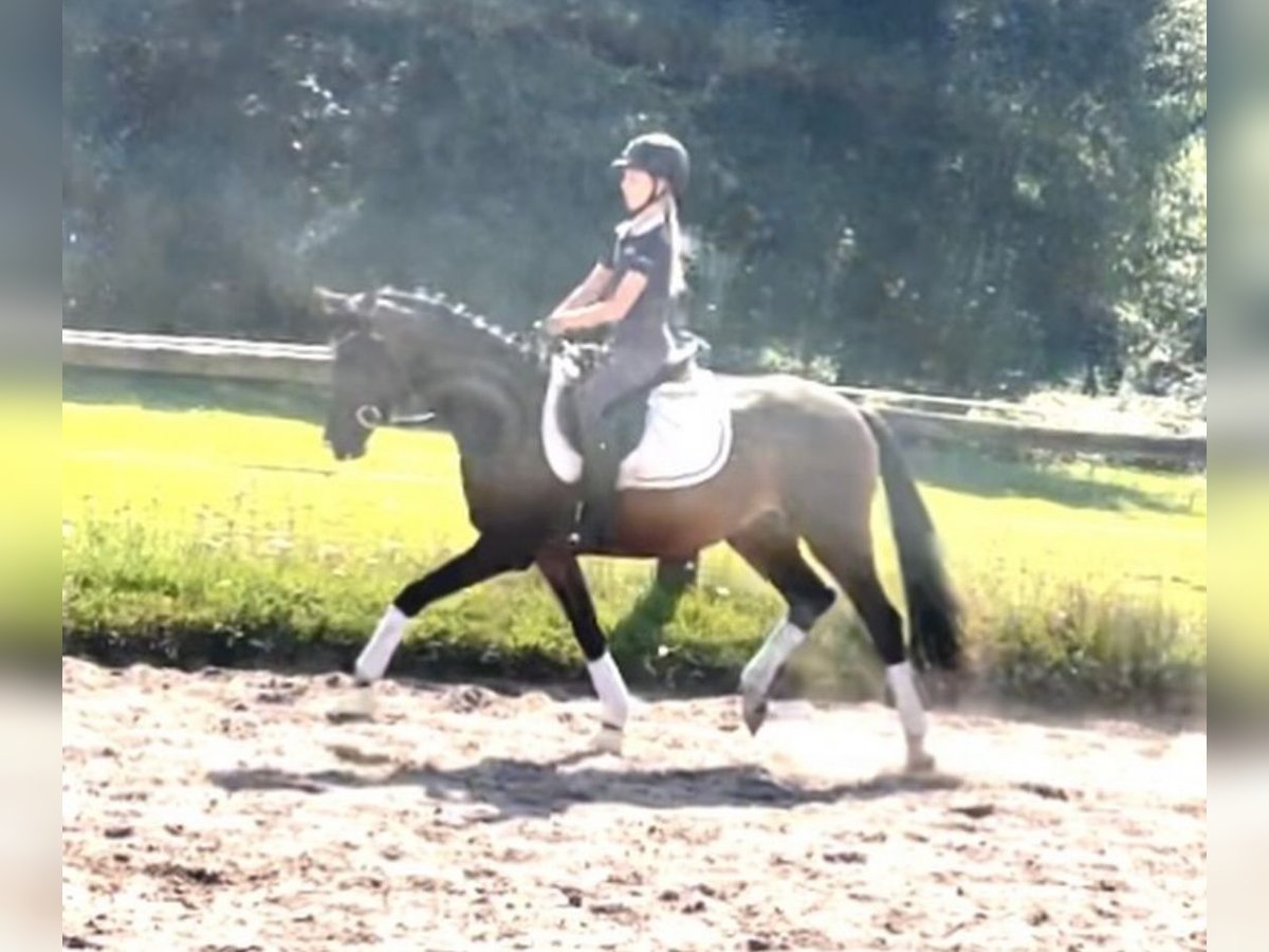 German Riding Pony Mare 3 years 14 hh Bay-Dark in Kirchlinteln