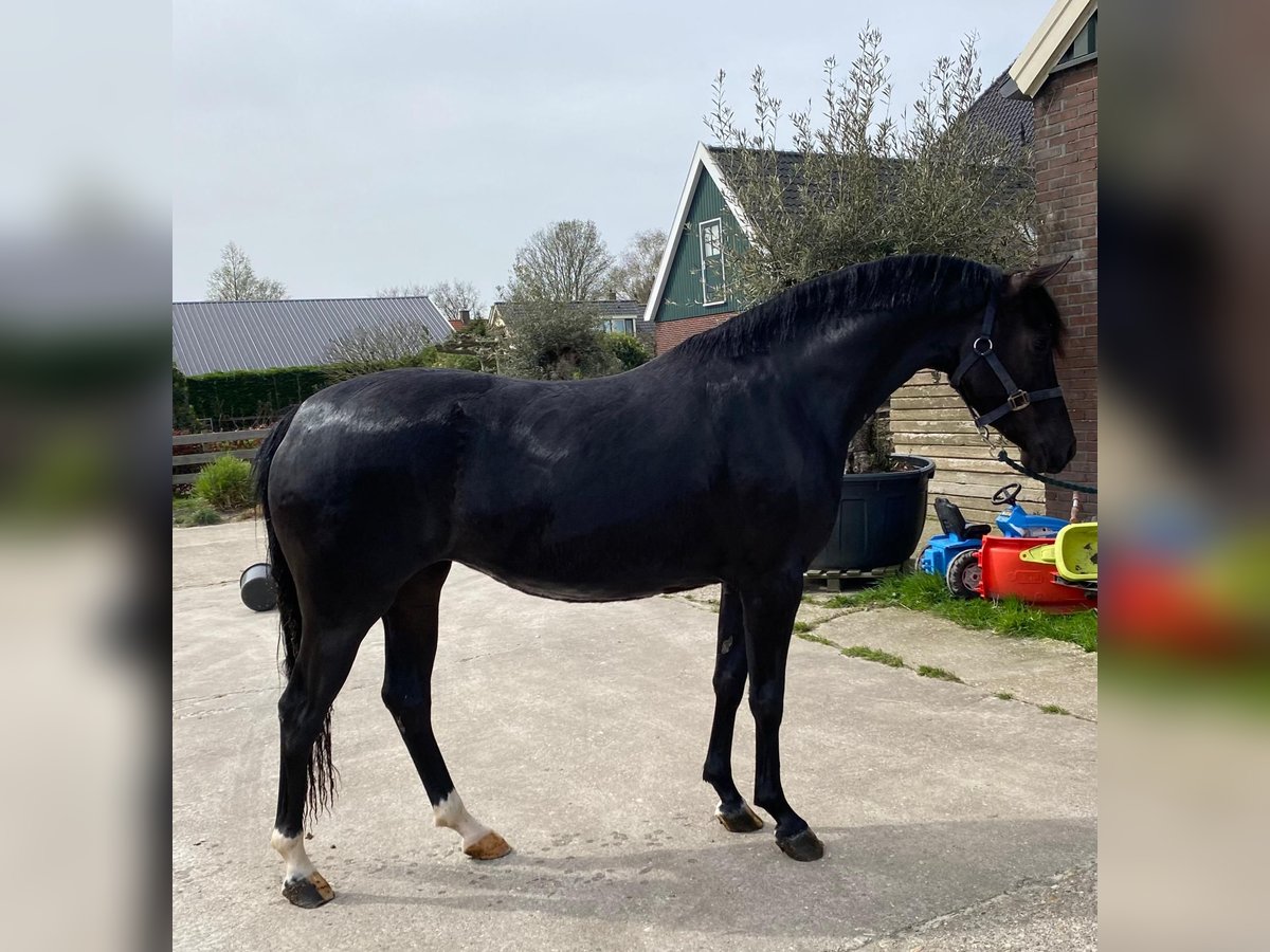 German Riding Pony Mare 3 years 14 hh Black in OOSTERBLOKKER