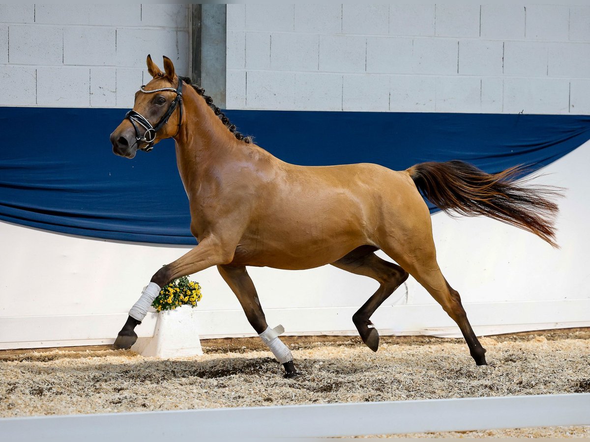 German Riding Pony Mare 3 years 14 hh Buckskin in Marsberg