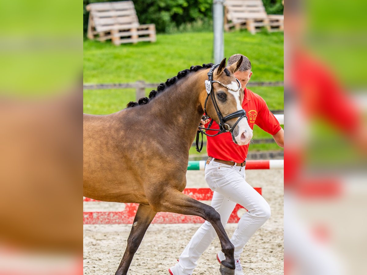 German Riding Pony Mare 3 years 14 hh Buckskin in Ratingen