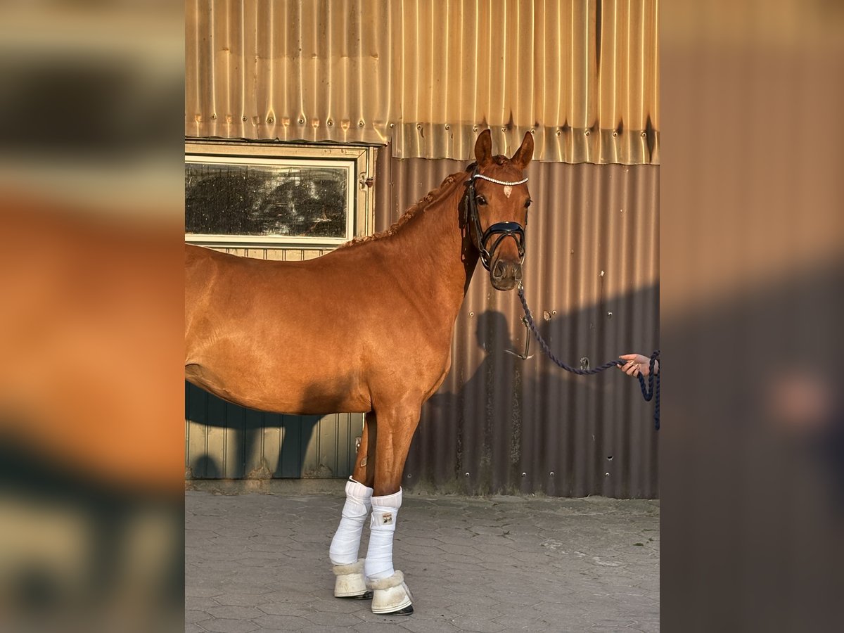 German Riding Pony Mare 3 years 14 hh Chestnut in Deinste