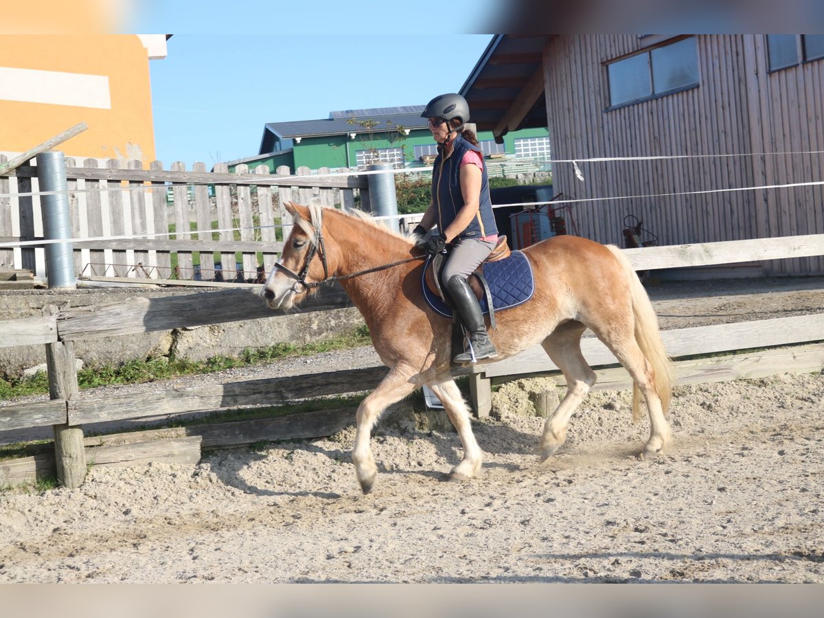 German Riding Pony Mare 3 years 14 hh Chestnut-Red in Lochen