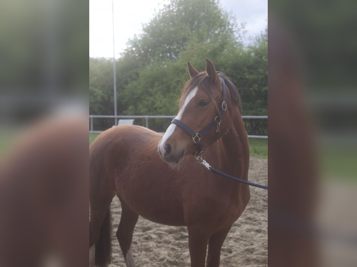 German Riding Pony Mare 3 years 14 hh Chestnut-Red in Bassum