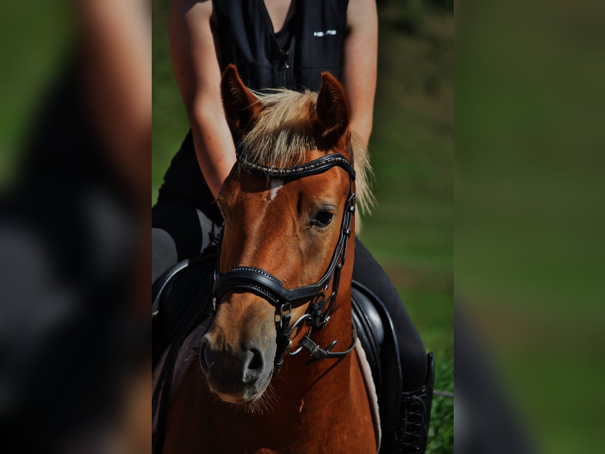 German Riding Pony Mix Mare 3 years 14 hh Chestnut-Red in Burghaun German Riding Pony Mix Mare 3 years 14 hh Chestnut-Red in Burghaun