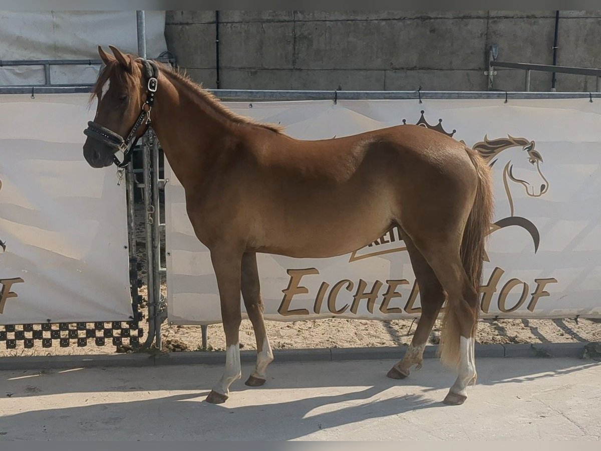 German Riding Pony Mare 3 years 14 hh Chestnut-Red in Bad König