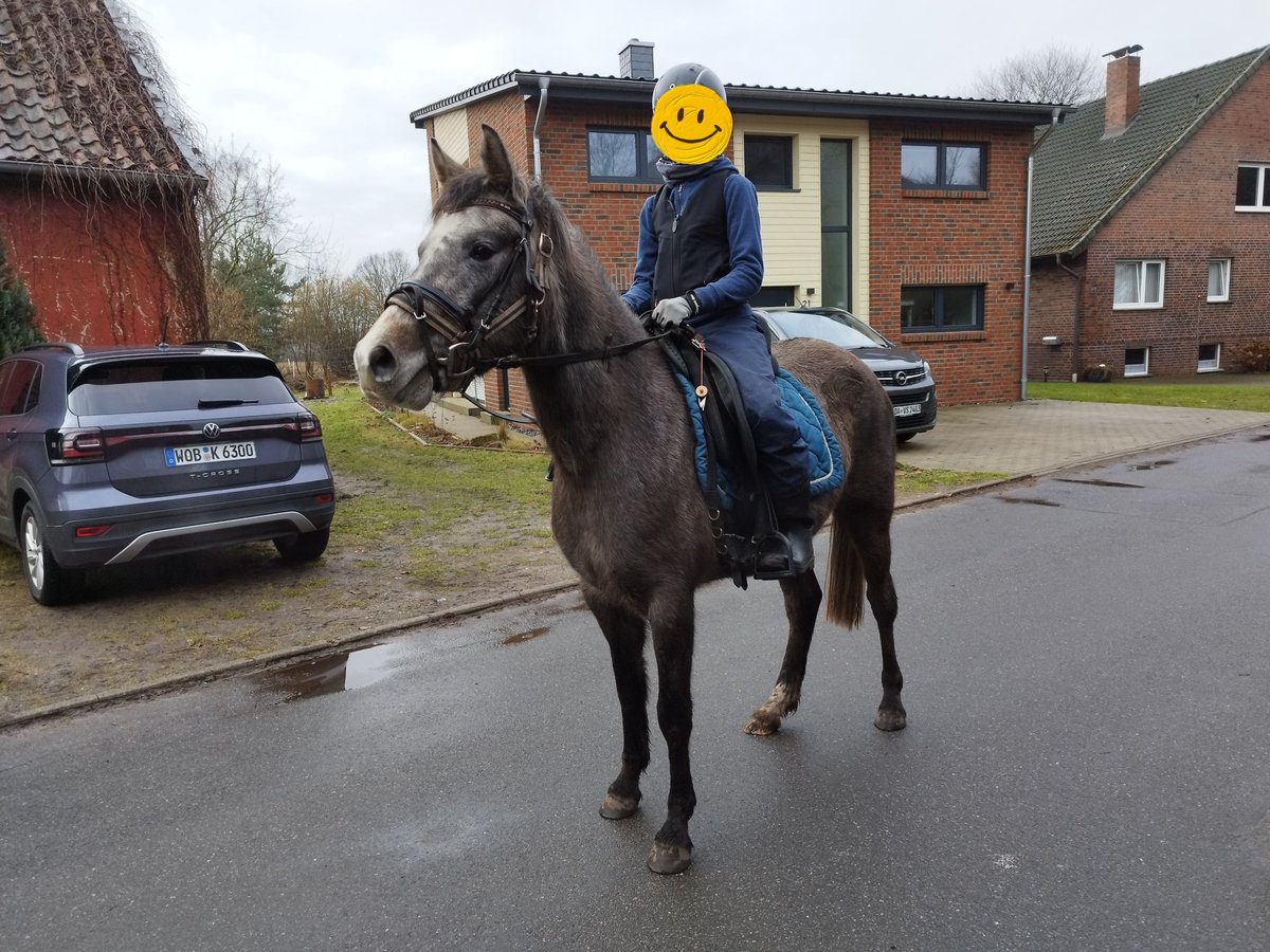 German Riding Pony Mare 3 years 14 hh Gray in Tülau