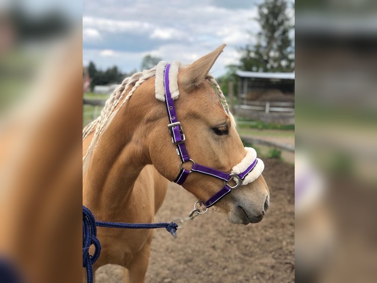 German Riding Pony Mare 3 years 14 hh Palomino in Guben