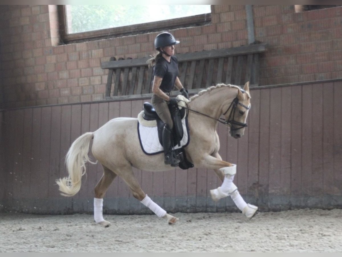 German Riding Pony Mare 3 years 14 hh Palomino in Lindhorst Lindhorst
