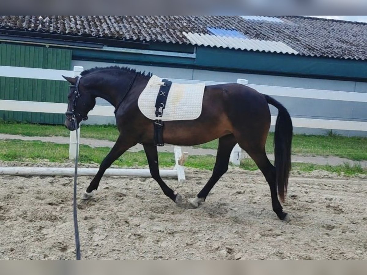 German Riding Pony Mare 3 years 14 hh Smoky-Black in Selm