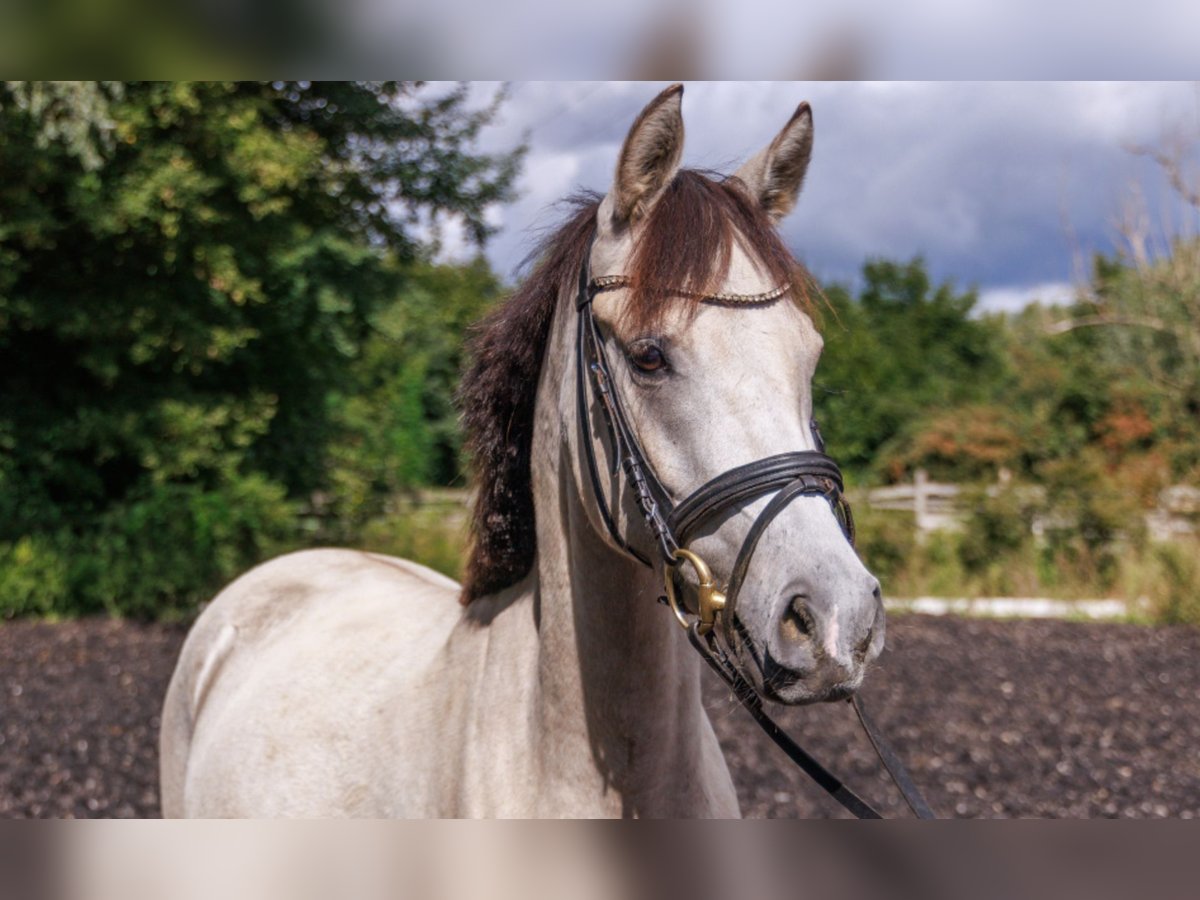 German Riding Pony Mare 3 years 14,1 hh Buckskin in Teltow