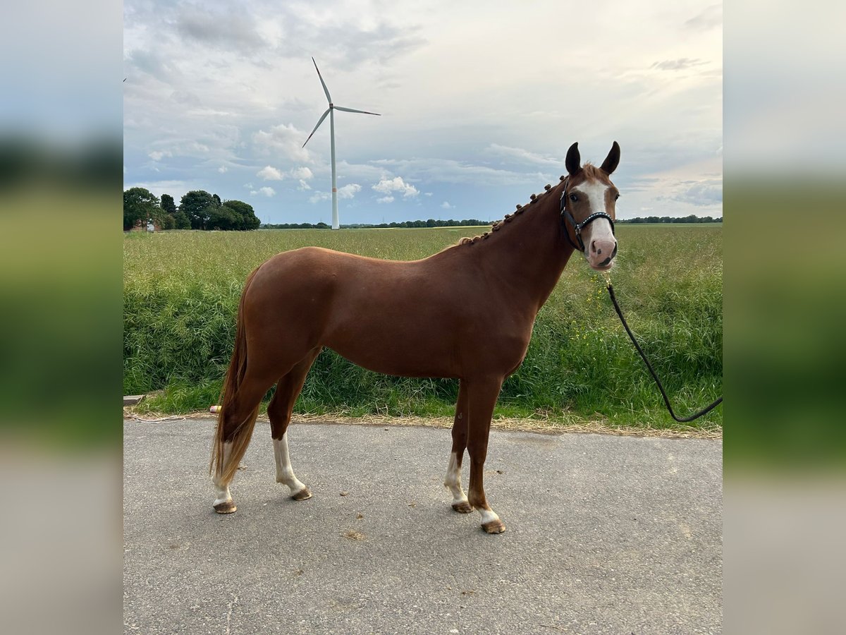 German Riding Pony Mare 3 years 14,1 hh Chestnut-Red in Geilenkirchen