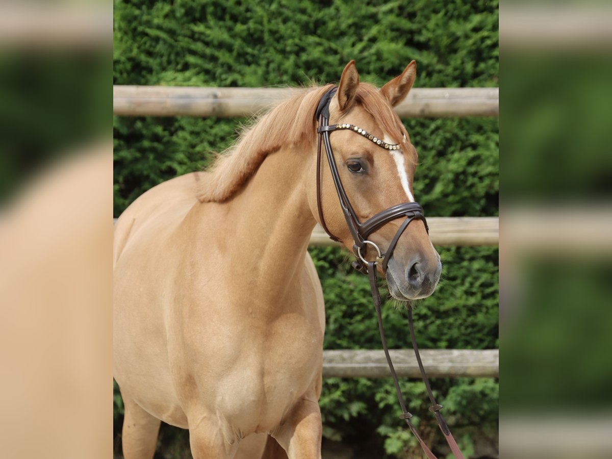 German Riding Pony Mare 3 years 14,1 hh Chestnut-Red in Nottuln